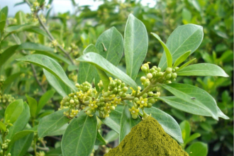 How Plant Extract Manufacturers Boost Environmental Responsibility