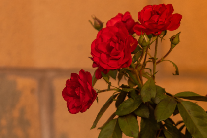 Roses and Feng Shui