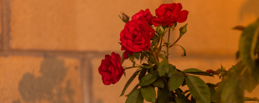 Roses and Feng Shui
