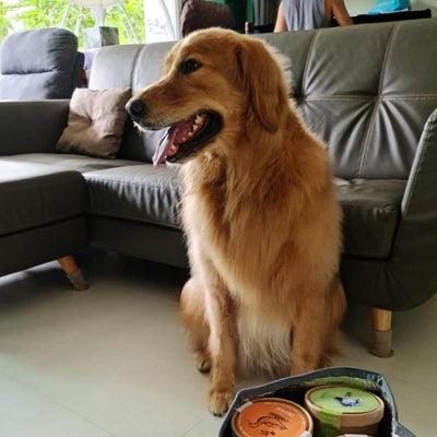 Decoding the eating behaviour of pets: Why they are not liking the food but only treats?