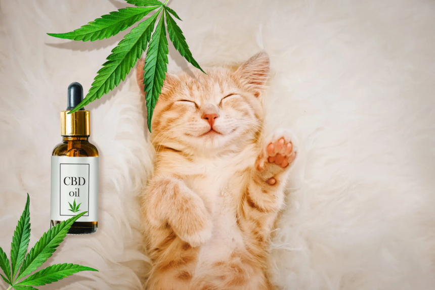 Should I Give My Cat CBD? 