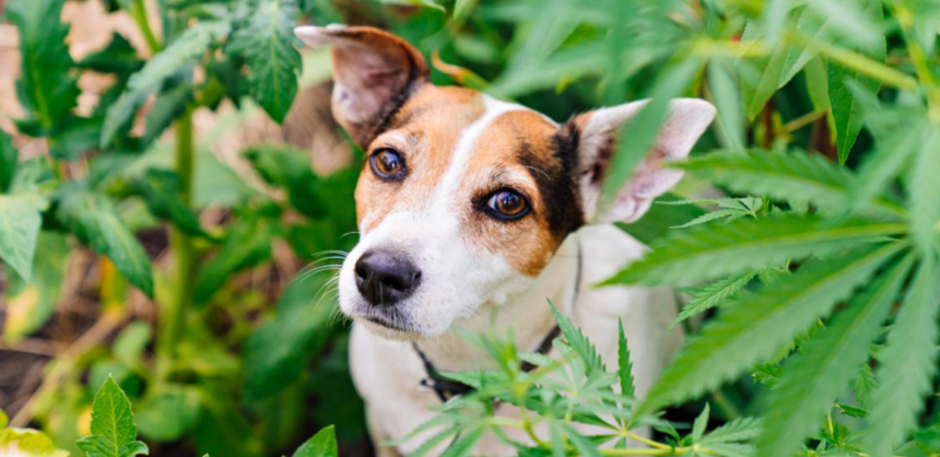 The Future Of Pet Health: CBD And Its Evolving Role In Veterinary Medicine