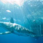 Exploring The Depths Of Shark Diving, Literally