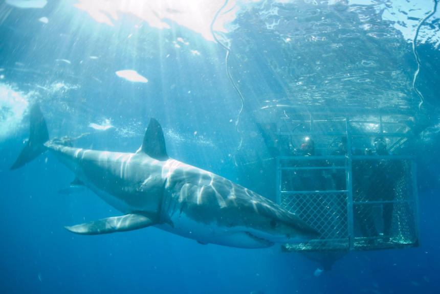 Exploring The Depths Of Shark Diving, Literally