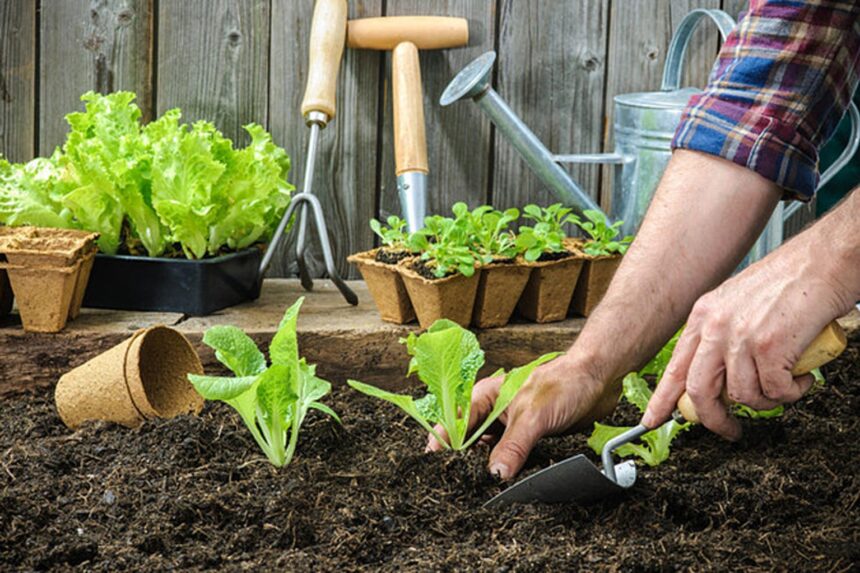 Ready to Cultivate Your Green Thumb? Your Ultimate Guide to Gardening Success!