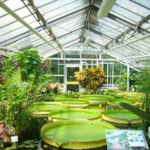 Building a Greenhouse in Limited Space: Step-by-Step Guide