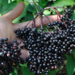 5 Benefits of Black Elderberry for Kids' Health