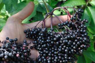 5 Benefits of Black Elderberry for Kids' Health