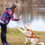 The Top Traits to Look for in Protection Dog Trainers