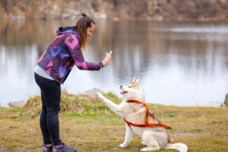 The Top Traits to Look for in Protection Dog Trainers