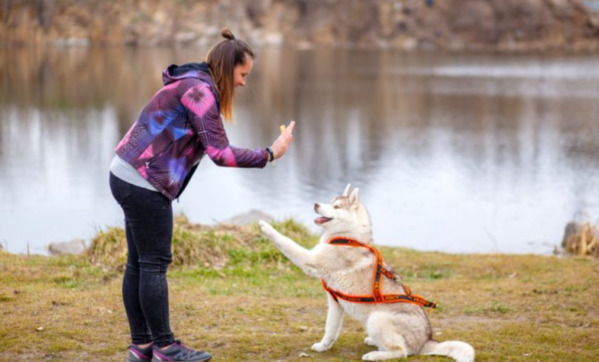 The Top Traits to Look for in Protection Dog Trainers