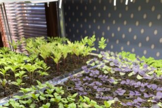 How to Create a One-of-a-Kind Garden with Unique Seeds