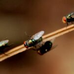 Dealing With Persistent Pests: 6 Tips You Need to Follow