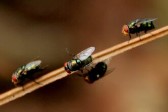 Dealing With Persistent Pests: 6 Tips You Need to Follow