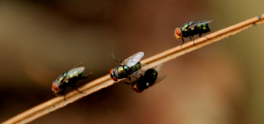 Dealing With Persistent Pests: 6 Tips You Need to Follow