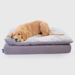 10 Reasons Your Furry Friend Needs a Pet Bed