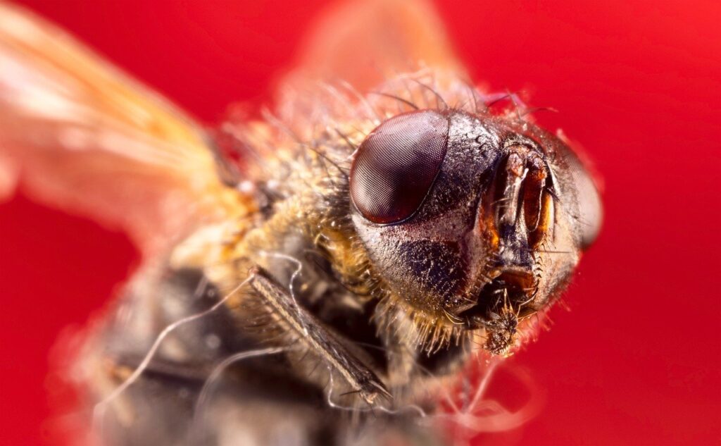 Dealing With Persistent Pests: 6 Tips You Need to Follow