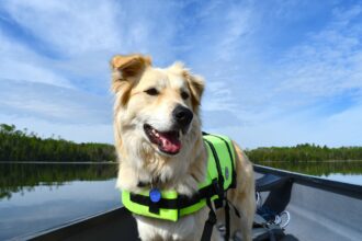 How to Find a High-Quality Vest for Your Canine: A Guide