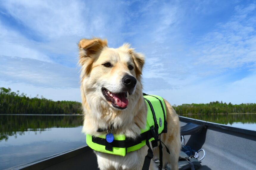 How to Find a High-Quality Vest for Your Canine: A Guide