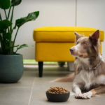 How to Choose the Best Food for Your Furry Friend