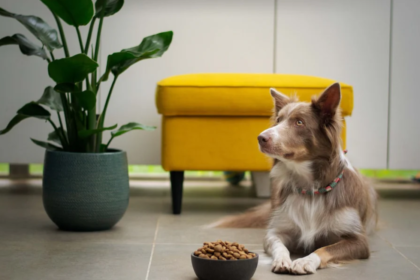 How to Choose the Best Food for Your Furry Friend