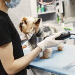 Investing in the Right Equipment: A Must-Have Checklist for Starting a Mobile Pet Grooming Business