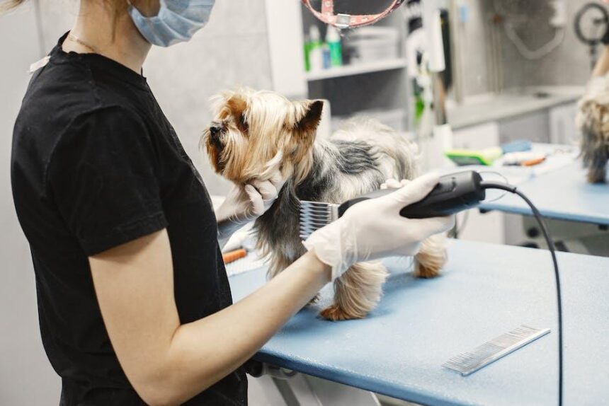 Investing in the Right Equipment: A Must-Have Checklist for Starting a Mobile Pet Grooming Business