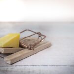 The Benefits of Using a 24-Hour Pest Control Service