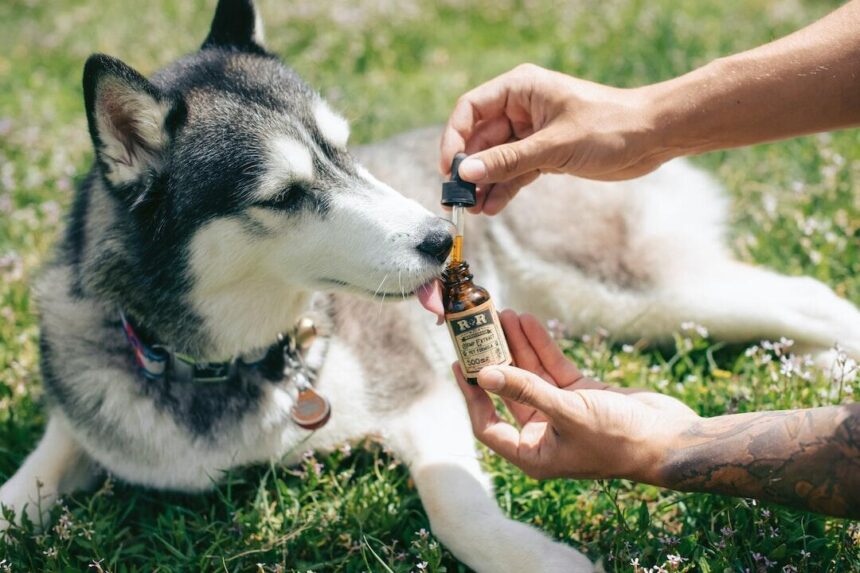 The Top 4 Ingredients to Look for in Dog Treats for Joint Pain Relief