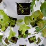Technology in Tower Farming: Enhancing Efficiency and Sustainability Tower farming is a smart way to grow food. This method uses less land and water than traditional farming. It's done inside tall buildings or towers. This way, we can grow crops in cities, close to where people live. Tower farming can help us make more food without harming the environment. It uses technology to control light, water, and temperature. This ensures plants grow fast and healthy. Let's look into some strategies that can help maximize the efficiency and sustainability of your vertical garden tower. Read on and learn more. Harnessing Natural Light Harnessing natural light in tower farming is smart and earth-friendly. It means using sunlight instead of electric lights to help plants grow. This method saves a lot of energy. Plants need light to make food for themselves through a process called photosynthesis. By using big windows or special glass in towers, sunlight can reach the plants easily. This way, they get all the light they need to be strong and healthy. Using the sun's light also makes farming cheaper. Farmers don't have to spend so much on electricity for lights. Plus, plants seem to grow better when they get natural sunlight. Optimizing Water Usage Using water wisely in tower farming is crucial. It helps the plants get just what they need without wasting water. Special systems can give plants the right amount of water at the right time. Aeroponics systems promise up to 98% less water usage compared to traditional methods. It delivers nutrient-laden mist directly onto plant roots. These systems can even recycle water, which is great for our planet. By saving water, tower farms can grow more food with less. This means we can make the most of every drop of water. And, we help keep our rivers and lakes full of fish and other animals. Maximizing Space with Vertical Growth Maximizing space in tower farming is all about growing up, not out. By stacking plants vertically, we use less ground area. This means we can fit more plants into a smaller space. Tall shelves and racks hold plants at different levels. Lights hang above each level so every plant gets enough light. This setup is perfect for cities where space is tight. Using vertical space means we can grow food right where people live, even in big cities. It's like having a farm in a skyscraper. This way, fresh food doesn't have to travel far to reach our tables. Embracing Smart Farming Technology Smart farming technology is the future of agriculture. It uses computers, the internet, and other tech to grow more food with less work. This tech helps farmers know exactly when to water and feed their plants. Using gadgets like sensors and apps, farmers can check on their crops anytime, from anywhere. This means they can spot problems fast before they get big. By adopting these technologies, tower farming becomes even more efficient and earth-friendly. It's a way to make sure we have enough food for everyone, without wasting resources. Plus, it makes farming easier and more fun. Selecting Suitable Crop Varieties Not every plant thrives in a vertical farming system. Choose crops well-suited to your aeroponic garden to boost productivity and reduce maintenance needs. Farmers should pick plants that don't need too much space and can grow fast. Choosing plants that can handle being close together is smart. This way, more food can grow in a small area. It's also important to pick crops that are popular and that people want to eat. Herbs, lettuce, and strawberries are great choices for tower farming. These plants do well in limited space and don't need much soil. Growing these can make the tower farm very useful and efficient. Implementing Regular Maintenance Routines To keep your tower farm running well, it's important to check everything regularly. This means looking at the water system, lights, and plants often. By doing this, you can catch any problems early and fix them fast. Having a schedule for maintenance makes it easier to remember. You might check some things every day, like the water, and others, maybe once a week, like the lights. This way, everything stays in good shape, and nothing is forgotten. Regular checks help plants grow healthy and strong. If a plant looks sick, you can help it before it affects others. Keeping your farm clean also stops bugs and diseases. Using Energy-Efficient Lighting While sunlight remains essential for plant growth, artificial lighting allows your crops to grow even during dark hours or cloudy days. LED lights are a great choice because they're bright and don't get too hot. When we use less energy, we also reduce our carbon footprint. This means cleaner air and a healthier environment. LEDs last much longer than regular bulbs, so you don't have to replace them as often. Switching to energy-efficient lighting makes growing crops easier and cheaper. It's a smart move for any tower farm. This way, we can grow more food without wasting resources. Continuously Improving Through Research Always learn new ways to farm better in your tower. By researching, you can find out how to grow more food with less work. Keep reading and talking to experts, so you know the latest farming tricks. Trying new things based on research can make your farm even better. Start small, like testing a new kind of plant or a water-saving trick. If it works, use it more and see your farm grow stronger. Share what you learn with other farmers, too. When everyone shares their knowledge, all tower farms get better. Together, we can figure out the best ways to farm in the sky. The Future of Tower Farming The future of tower farming looks bright, holding the promise of sustainable, efficient agriculture that could revolutionize the way we grow food. By smartly combining technology with environmental stewardship, tower farming offers a path to producing abundant, nutritious crops. This innovative approach not only supports urban populations by bringing fresh produce closer to consumers but also plays a critical role in addressing challenges such as land scarcity and the environmental impact of traditional farming practices. We hope this article has been a good resource. Make sure to check out the rest of our site for more informative blog posts.