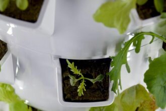 Technology in Tower Farming: Enhancing Efficiency and Sustainability Tower farming is a smart way to grow food. This method uses less land and water than traditional farming. It's done inside tall buildings or towers. This way, we can grow crops in cities, close to where people live. Tower farming can help us make more food without harming the environment. It uses technology to control light, water, and temperature. This ensures plants grow fast and healthy. Let's look into some strategies that can help maximize the efficiency and sustainability of your vertical garden tower. Read on and learn more. Harnessing Natural Light Harnessing natural light in tower farming is smart and earth-friendly. It means using sunlight instead of electric lights to help plants grow. This method saves a lot of energy. Plants need light to make food for themselves through a process called photosynthesis. By using big windows or special glass in towers, sunlight can reach the plants easily. This way, they get all the light they need to be strong and healthy. Using the sun's light also makes farming cheaper. Farmers don't have to spend so much on electricity for lights. Plus, plants seem to grow better when they get natural sunlight. Optimizing Water Usage Using water wisely in tower farming is crucial. It helps the plants get just what they need without wasting water. Special systems can give plants the right amount of water at the right time. Aeroponics systems promise up to 98% less water usage compared to traditional methods. It delivers nutrient-laden mist directly onto plant roots. These systems can even recycle water, which is great for our planet. By saving water, tower farms can grow more food with less. This means we can make the most of every drop of water. And, we help keep our rivers and lakes full of fish and other animals. Maximizing Space with Vertical Growth Maximizing space in tower farming is all about growing up, not out. By stacking plants vertically, we use less ground area. This means we can fit more plants into a smaller space. Tall shelves and racks hold plants at different levels. Lights hang above each level so every plant gets enough light. This setup is perfect for cities where space is tight. Using vertical space means we can grow food right where people live, even in big cities. It's like having a farm in a skyscraper. This way, fresh food doesn't have to travel far to reach our tables. Embracing Smart Farming Technology Smart farming technology is the future of agriculture. It uses computers, the internet, and other tech to grow more food with less work. This tech helps farmers know exactly when to water and feed their plants. Using gadgets like sensors and apps, farmers can check on their crops anytime, from anywhere. This means they can spot problems fast before they get big. By adopting these technologies, tower farming becomes even more efficient and earth-friendly. It's a way to make sure we have enough food for everyone, without wasting resources. Plus, it makes farming easier and more fun. Selecting Suitable Crop Varieties Not every plant thrives in a vertical farming system. Choose crops well-suited to your aeroponic garden to boost productivity and reduce maintenance needs. Farmers should pick plants that don't need too much space and can grow fast. Choosing plants that can handle being close together is smart. This way, more food can grow in a small area. It's also important to pick crops that are popular and that people want to eat. Herbs, lettuce, and strawberries are great choices for tower farming. These plants do well in limited space and don't need much soil. Growing these can make the tower farm very useful and efficient. Implementing Regular Maintenance Routines To keep your tower farm running well, it's important to check everything regularly. This means looking at the water system, lights, and plants often. By doing this, you can catch any problems early and fix them fast. Having a schedule for maintenance makes it easier to remember. You might check some things every day, like the water, and others, maybe once a week, like the lights. This way, everything stays in good shape, and nothing is forgotten. Regular checks help plants grow healthy and strong. If a plant looks sick, you can help it before it affects others. Keeping your farm clean also stops bugs and diseases. Using Energy-Efficient Lighting While sunlight remains essential for plant growth, artificial lighting allows your crops to grow even during dark hours or cloudy days. LED lights are a great choice because they're bright and don't get too hot. When we use less energy, we also reduce our carbon footprint. This means cleaner air and a healthier environment. LEDs last much longer than regular bulbs, so you don't have to replace them as often. Switching to energy-efficient lighting makes growing crops easier and cheaper. It's a smart move for any tower farm. This way, we can grow more food without wasting resources. Continuously Improving Through Research Always learn new ways to farm better in your tower. By researching, you can find out how to grow more food with less work. Keep reading and talking to experts, so you know the latest farming tricks. Trying new things based on research can make your farm even better. Start small, like testing a new kind of plant or a water-saving trick. If it works, use it more and see your farm grow stronger. Share what you learn with other farmers, too. When everyone shares their knowledge, all tower farms get better. Together, we can figure out the best ways to farm in the sky. The Future of Tower Farming The future of tower farming looks bright, holding the promise of sustainable, efficient agriculture that could revolutionize the way we grow food. By smartly combining technology with environmental stewardship, tower farming offers a path to producing abundant, nutritious crops. This innovative approach not only supports urban populations by bringing fresh produce closer to consumers but also plays a critical role in addressing challenges such as land scarcity and the environmental impact of traditional farming practices. We hope this article has been a good resource. Make sure to check out the rest of our site for more informative blog posts.