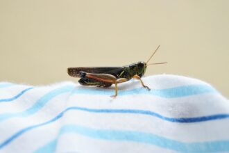 6 Effective Ways to Get Rid of House Crickets