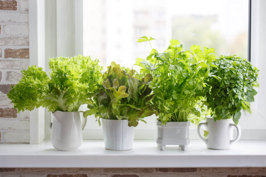 Year-Round Harvests: The Ultimate Guide to Indoor Vegetable Gardening