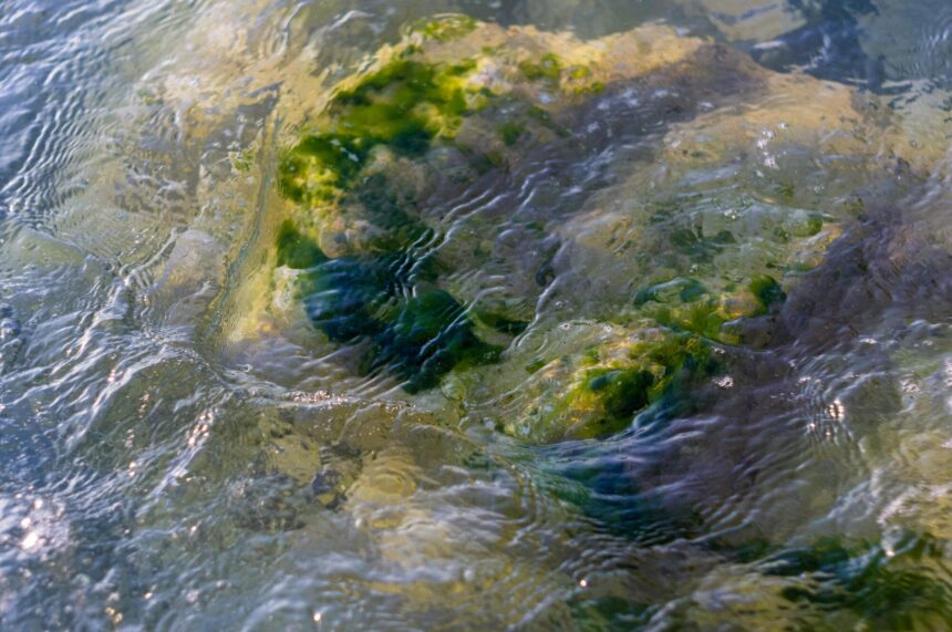 The Fascinating Adaptations of Aquatic Organisms