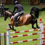 The 4 Importance of Proper Communication and Leadership in Horse Training School