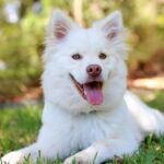 Pawsitively Perfect: Finding the Best Food for Dogs with Allergies