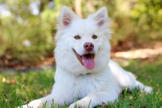 Pawsitively Perfect: Finding the Best Food for Dogs with Allergies