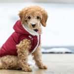 8 Essential Tips for Dressing Up Your Tiny Fluffy Dogs