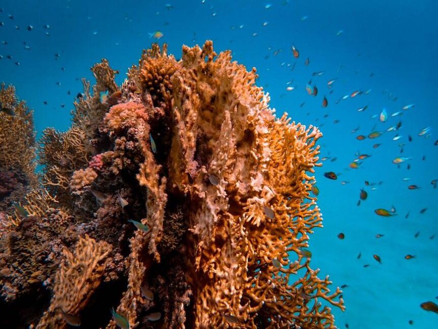 7 Surprising Facts About Saltwater Goby Fish That You Didn't Know