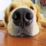 Understanding Kennel Nose: Causes, Symptoms, and Treatment