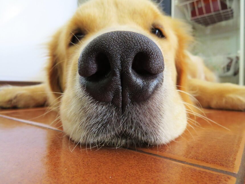 Understanding Kennel Nose: Causes, Symptoms, and Treatment