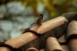 7 Reasons a Good Roof is Essential for Every Home