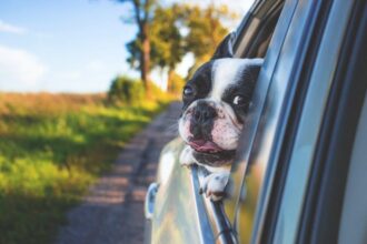 Ultimate Guide to Moving Abroad with Pets: Tips and Tricks for a Smooth Relocation