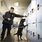 Gun sniffing dogs
