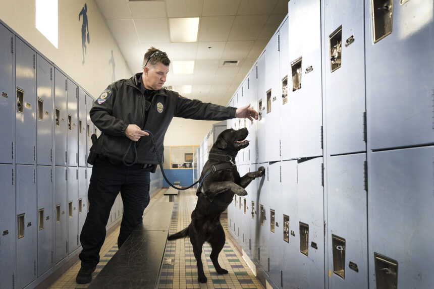 Gun sniffing dogs