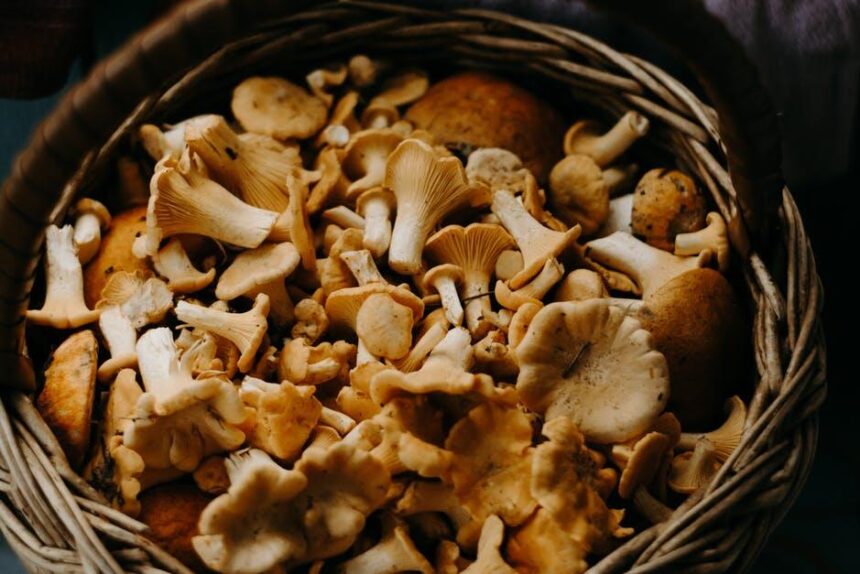 The Ultimate Guide to Growing Medicinal and Gourmet Mushrooms
