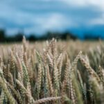 Top 4 Grain Moisture Tester Features to Look For