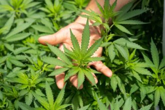 How to Choose the Best Pre-Rolls for Your Preferences