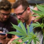 Delta 8 THC in Gummies: Why It’s a Top Choice for New Cannabinoid Users