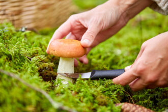 The Ultimate Guide to Choosing the Perfect Garden Knife